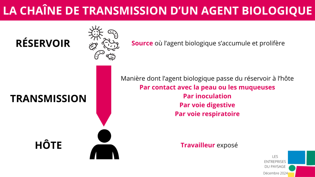 Chaîne de transmission des agents biologiques