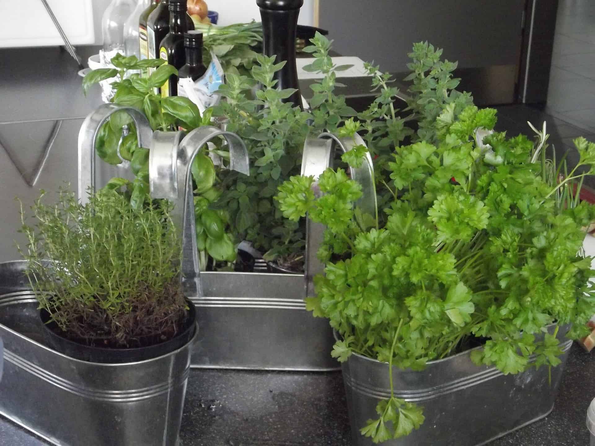 Je créé un jardin d'herbes aromatiques dans ma cuisine