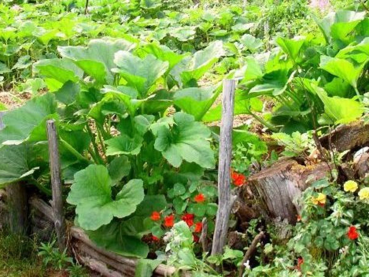 Réaliser un potager en carré, façon permaculture