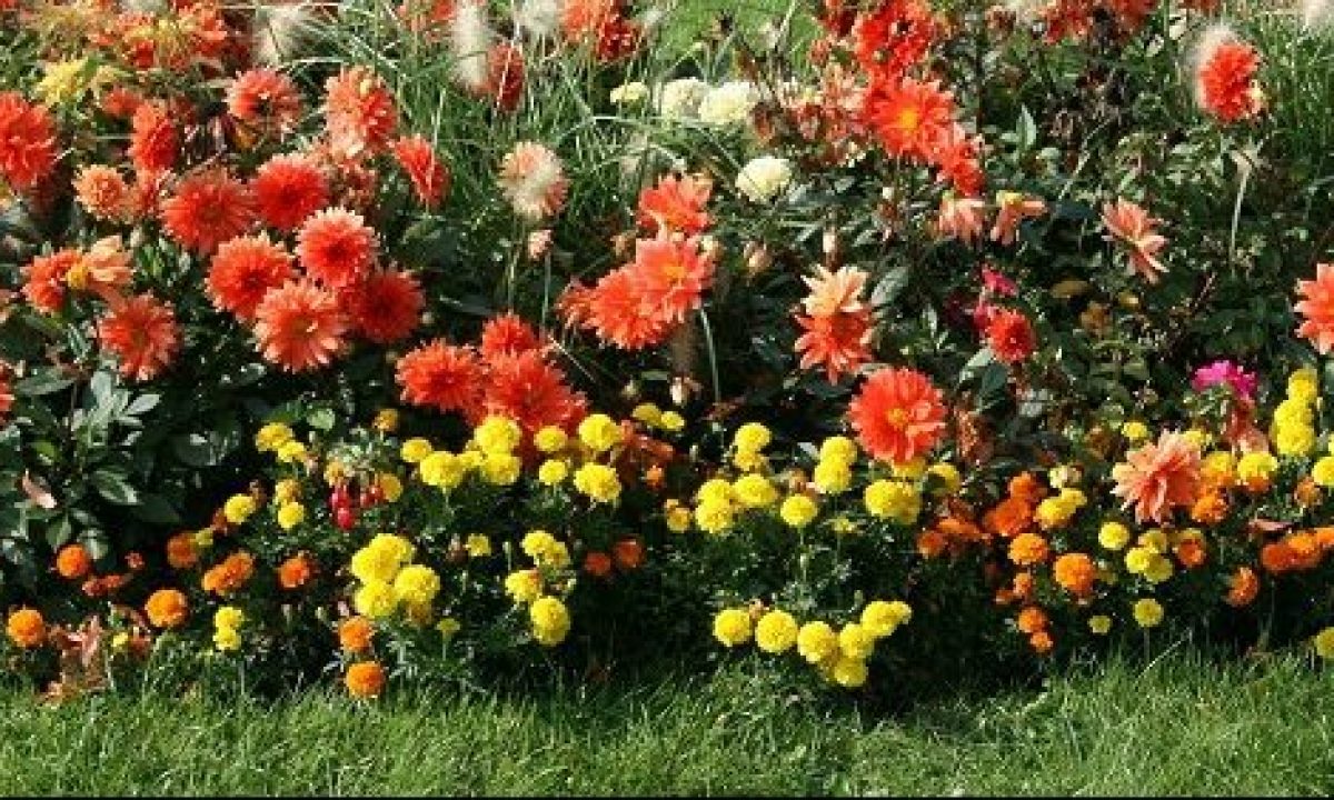 Créer un beau parterre de fleurs ou massif de vivace en 7 étapes simples