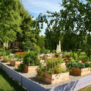 Un potager en carré pour les jardiniers débutants