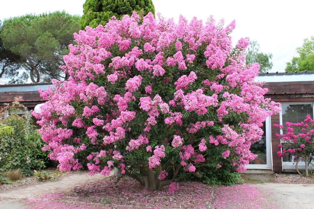 Le Lagerstroemia