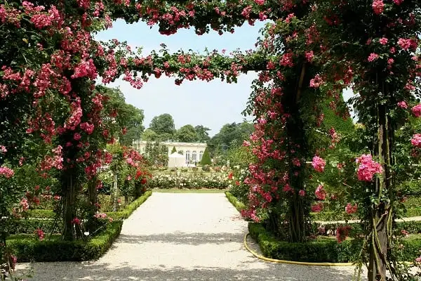 Arche en acier, décoration du jardin, pergola, allée, rosier