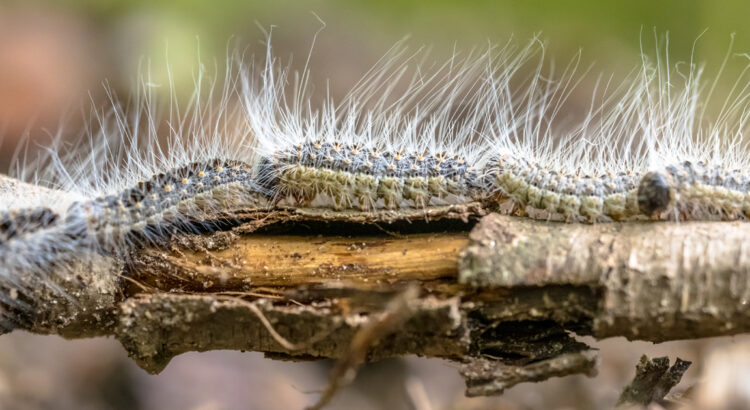 chenille processionnaire